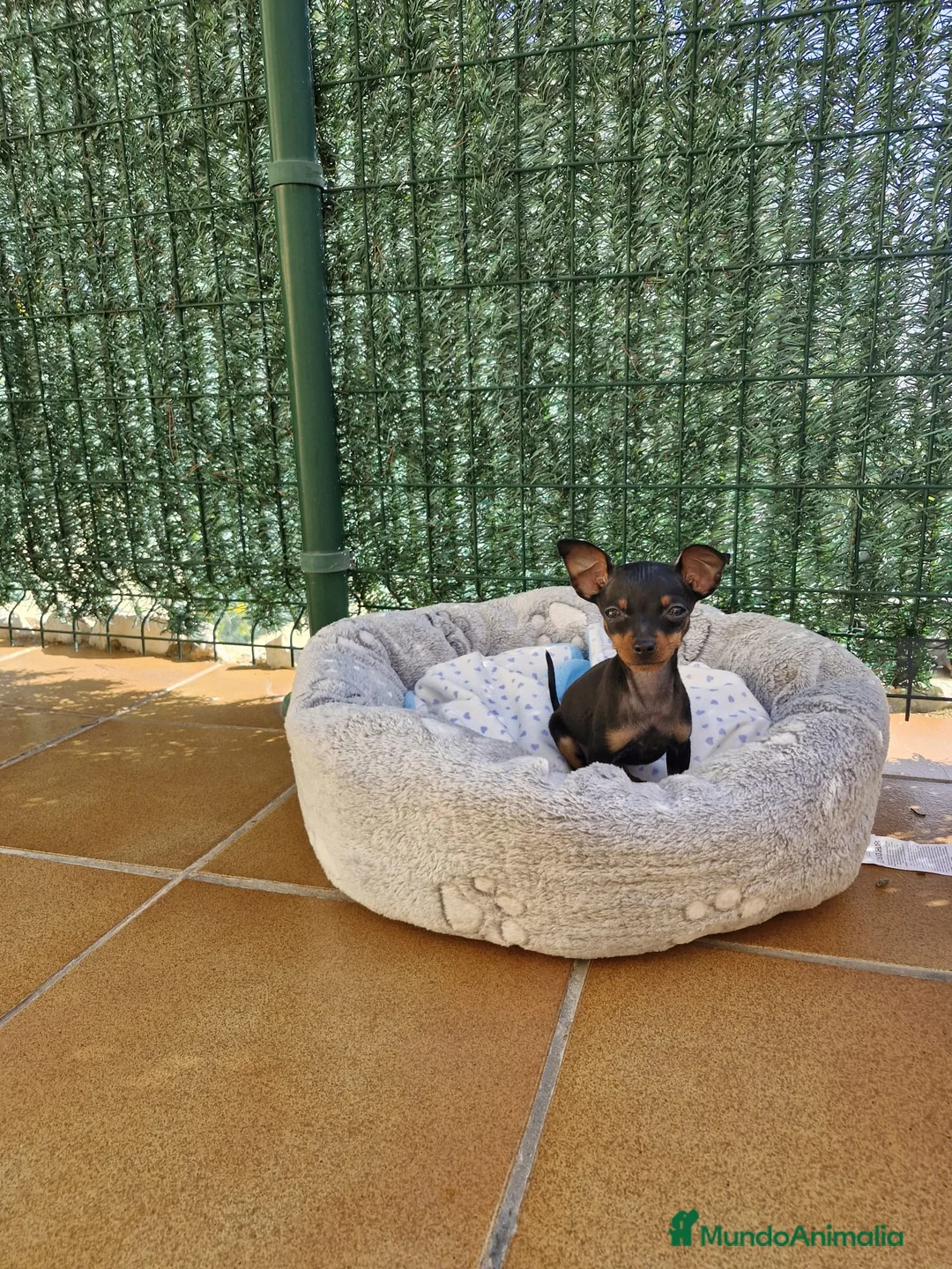 Ratón de Praga perros en venta: Ratón de Praga  en Barcelona - Anuncio 5