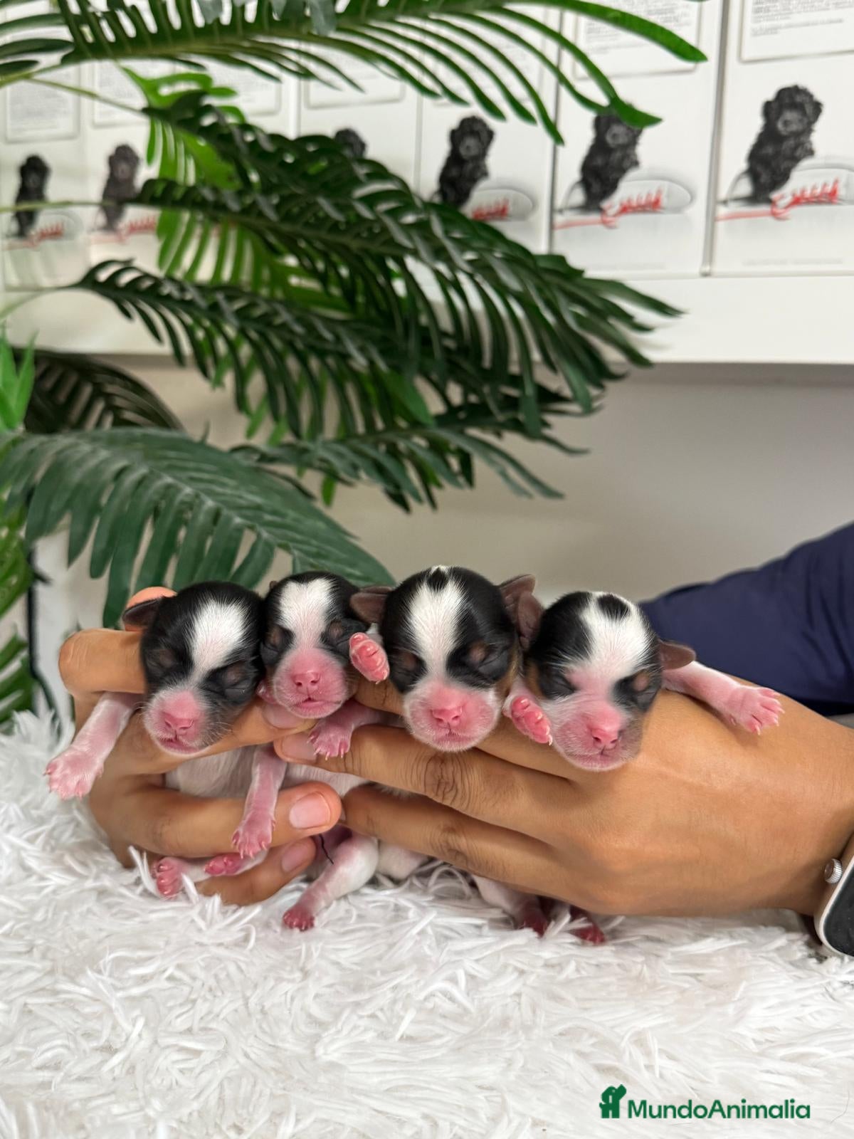 Yorkshire Terrier perros en venta: YORKSHIRE BIEWER - Anuncio 3
