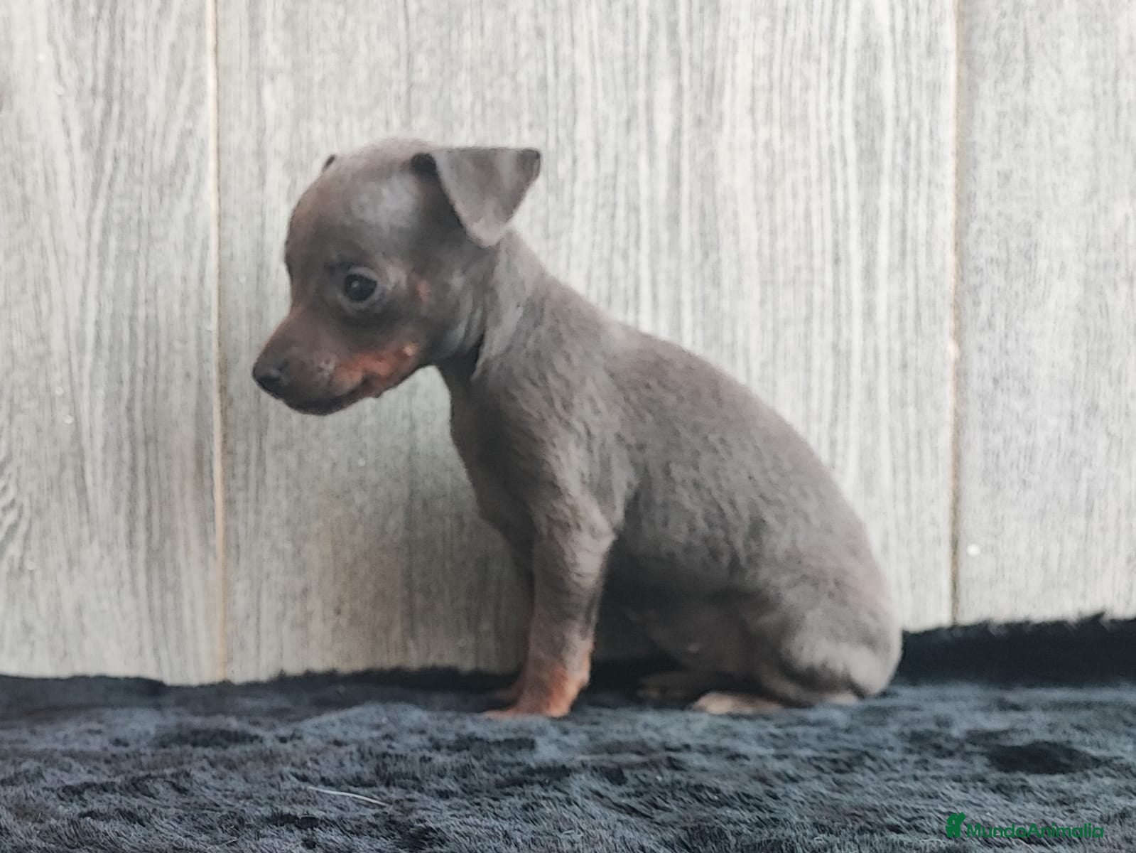 Ratón de Praga perros RATÓN DE PRAGA BLUE - Anuncio 35