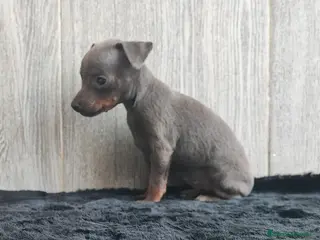 Ratón de Praga perros RATÓN DE PRAGA BLUE - Anuncio 35