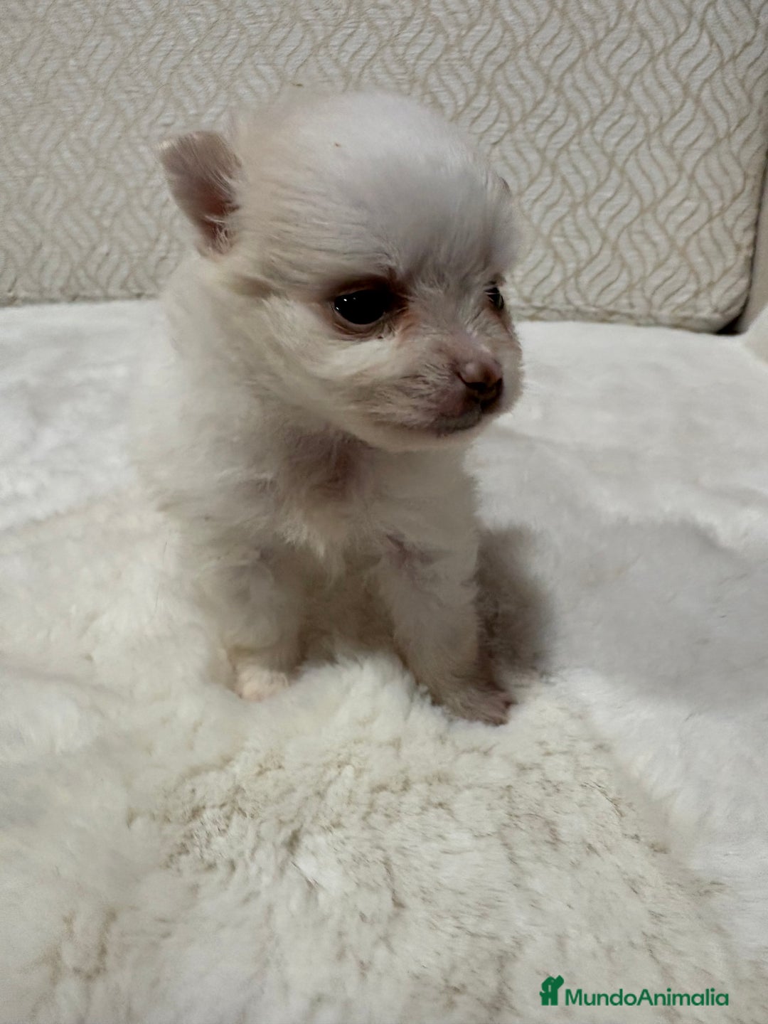 Pomerania perros en venta: Lulu Pomerania Toy hembra naranja blanca  - Anuncio 33