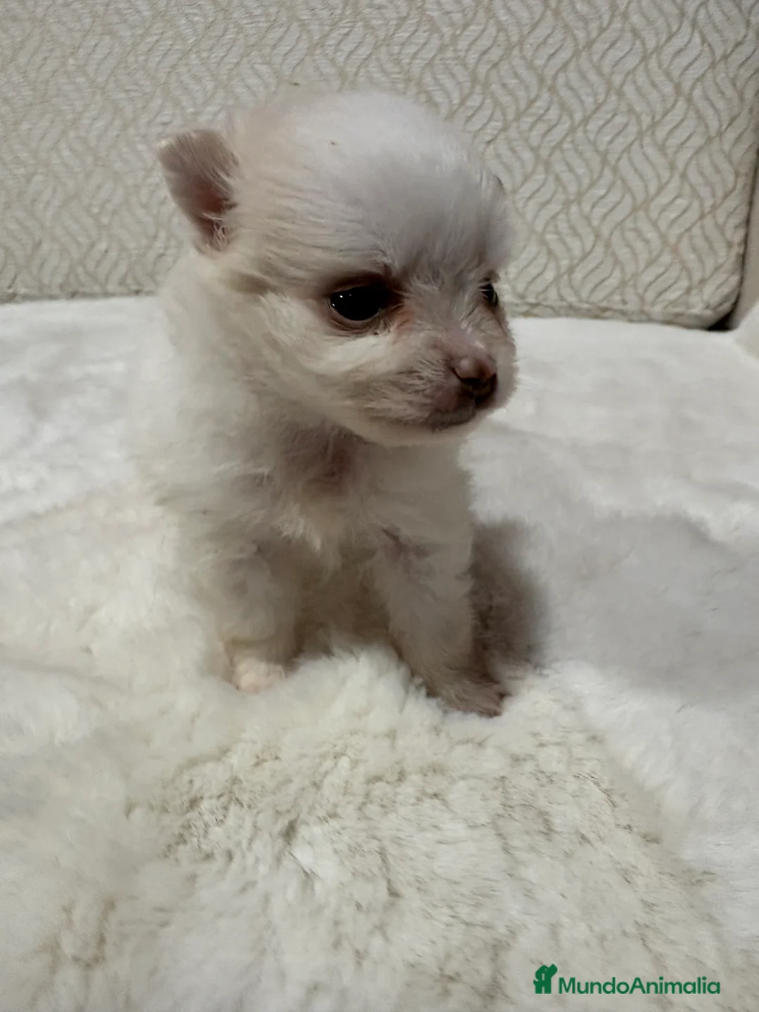 Pomerania perros en venta: Lulu Pomerania Toy hembra naranja blanca  - Anuncio 33