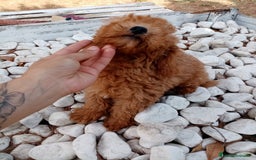 Caniche Enano perros en venta: CANICHE ENANO ROJO - Imagen 3