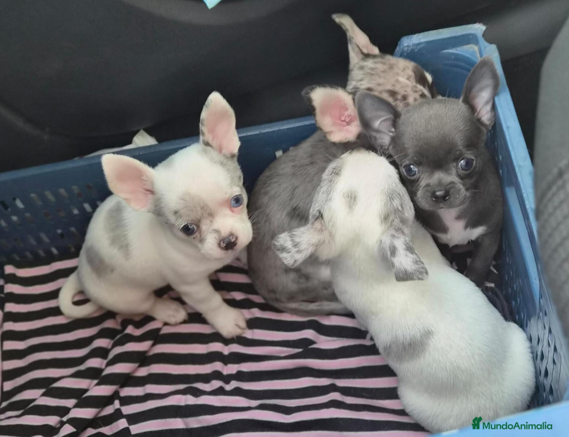 Chihuahua perros Chihuahua  - Anuncio 1
