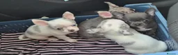 Chihuahua perros en venta: Chihuahua  - Anuncio 1