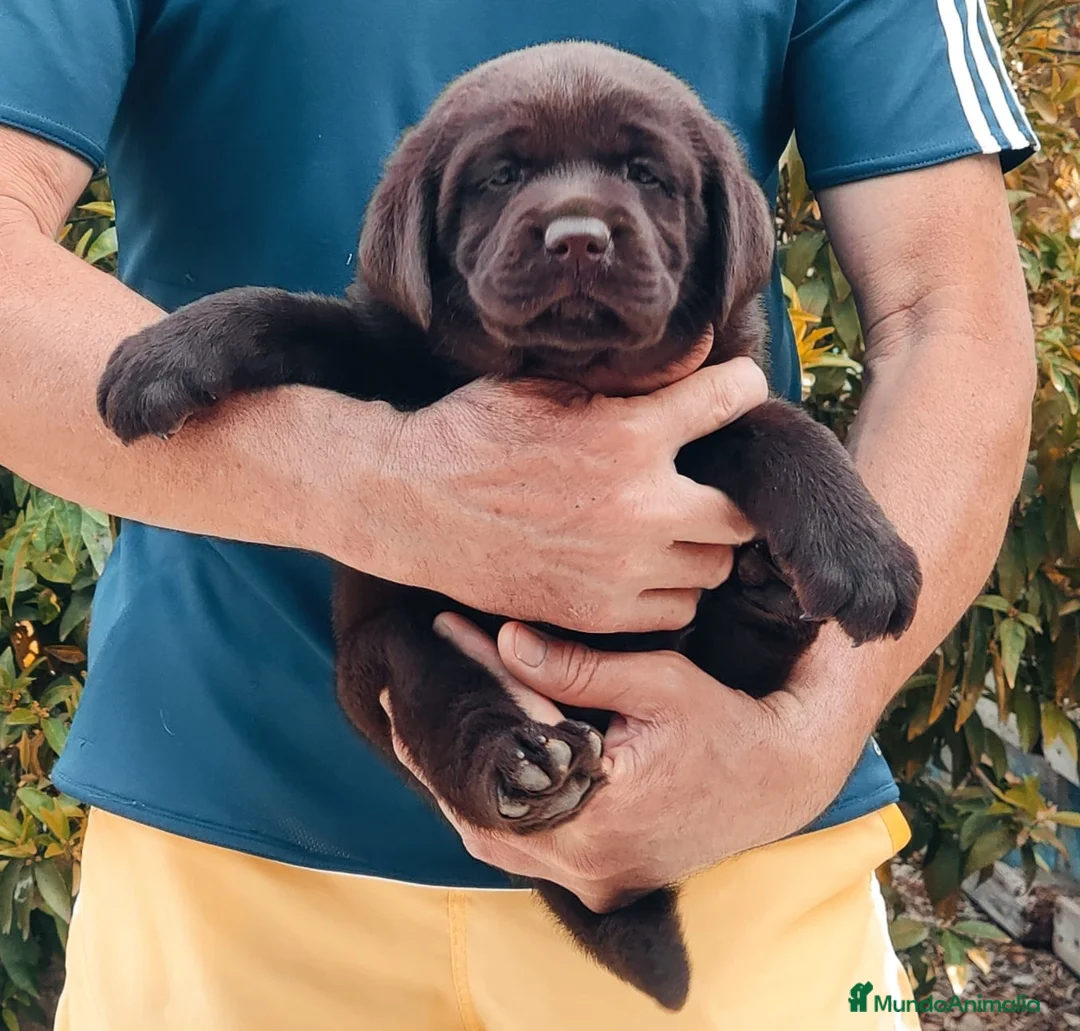 Labrador Retriever perros en venta: Labrador Retriever  - Anuncio 1