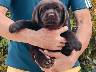 Labrador Retriever perros Labrador Retriever - Anuncio 2