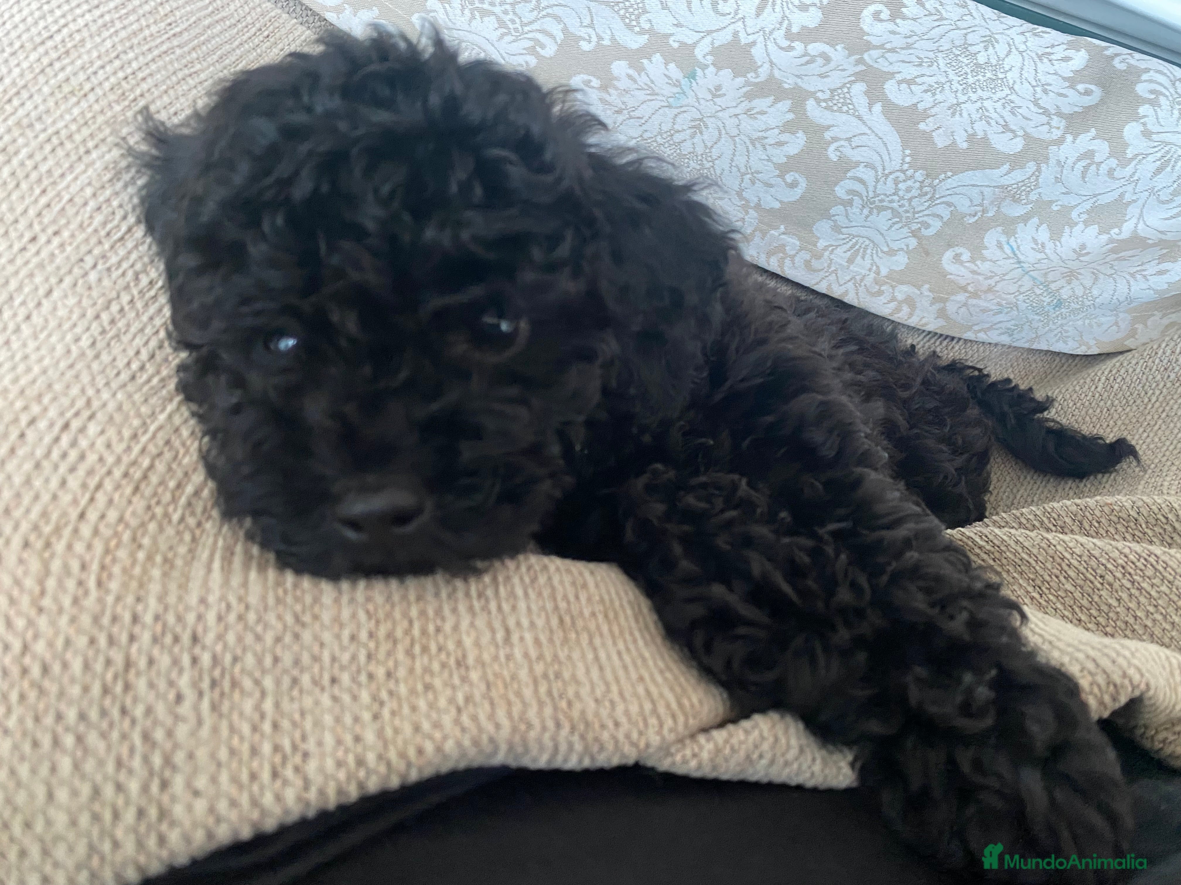 Caniche Toy perros Caniche Toy - Anuncio 8