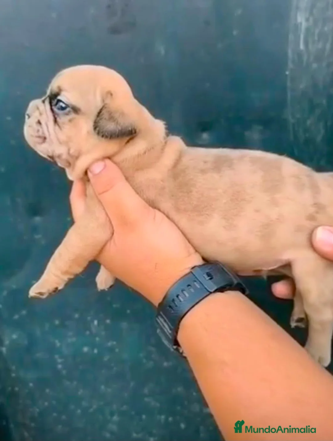 Bulldog Francés perros en venta: Bulldog Frances  - Anuncio 1