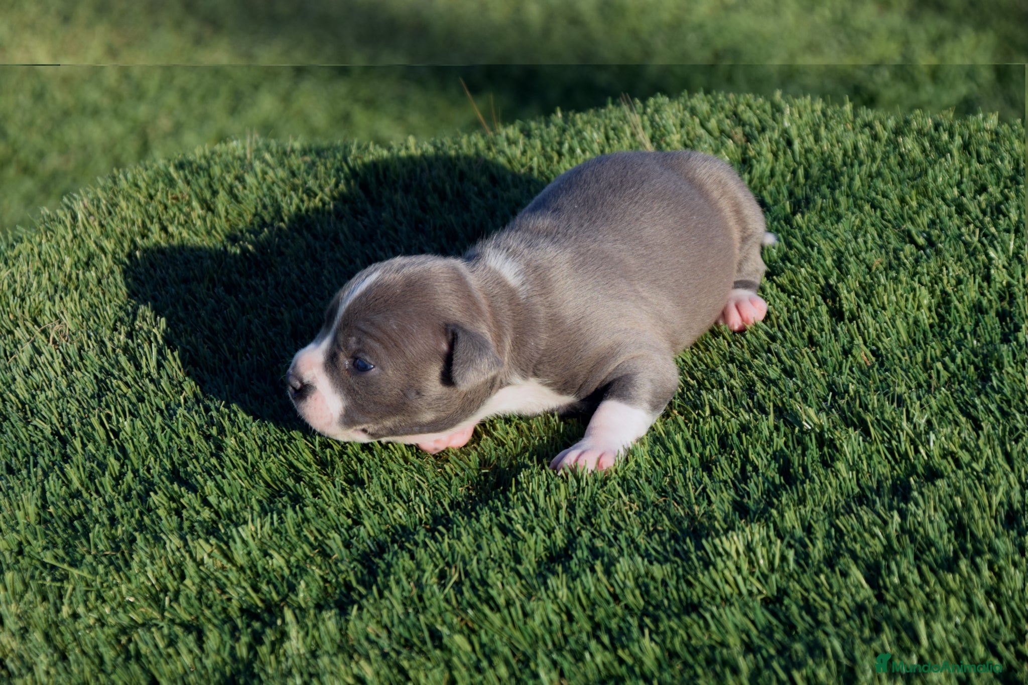 American Staffordshire-Terrier perros en venta: PEDIGREE AMERICAN STAFFORDSHIRE TERRIER BLUE  - Anuncio 26