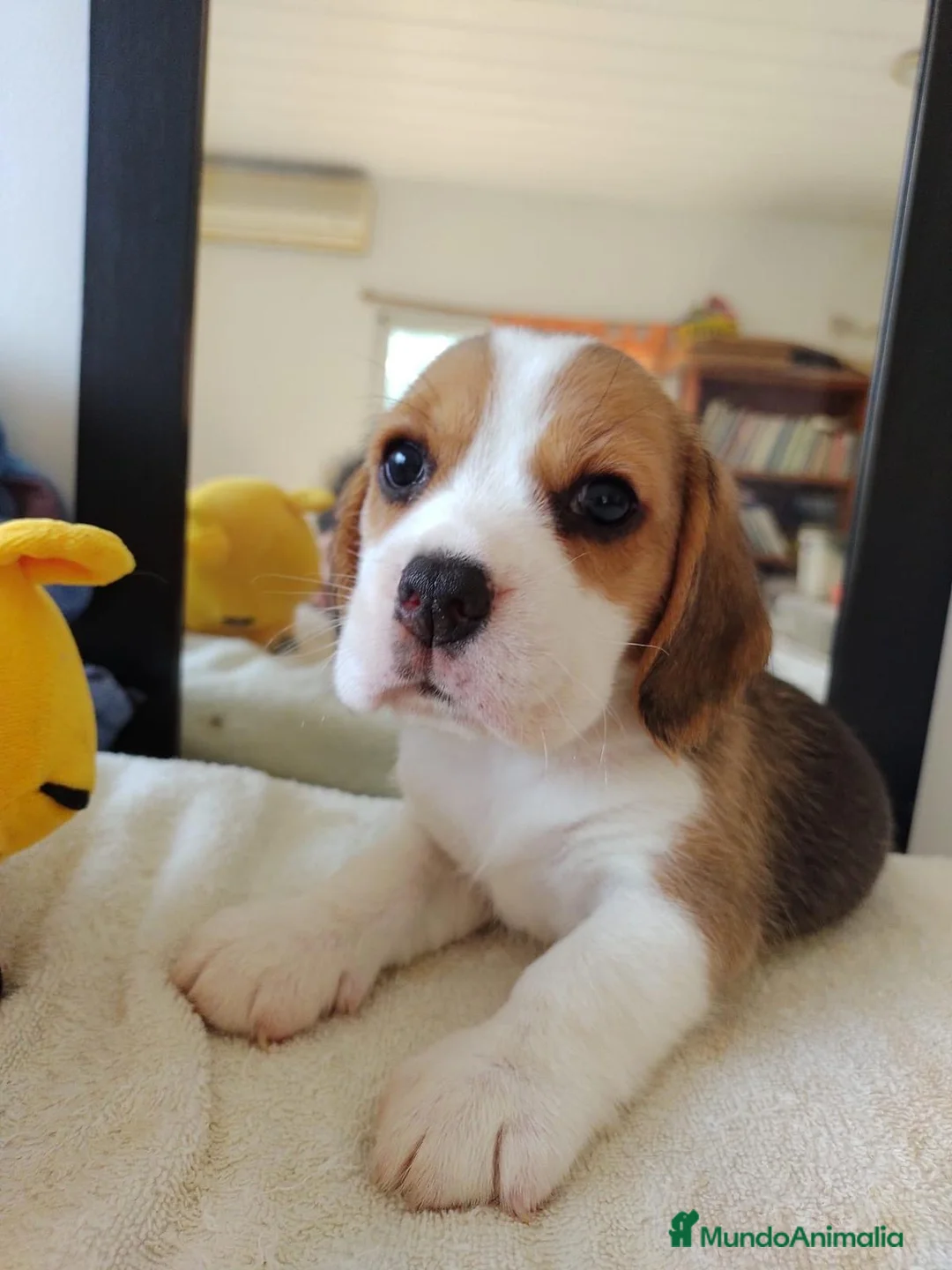 Beagle perros en venta: Beagle americano  en Ciudad Real - Anuncio 3