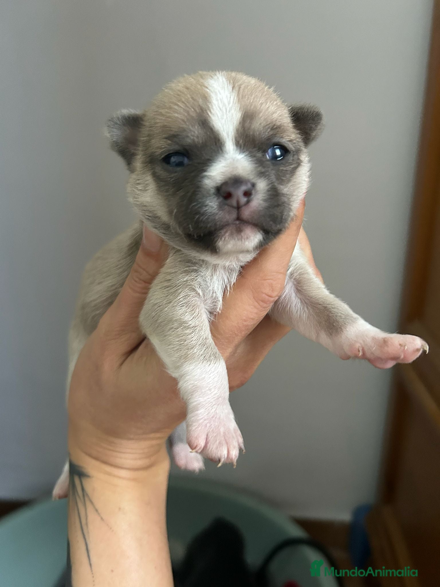 Chihuahua perros Chihuahua - Anuncio 12