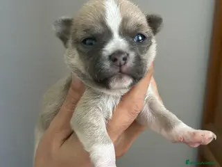 Chihuahua perros Chihuahua - Anuncio 12