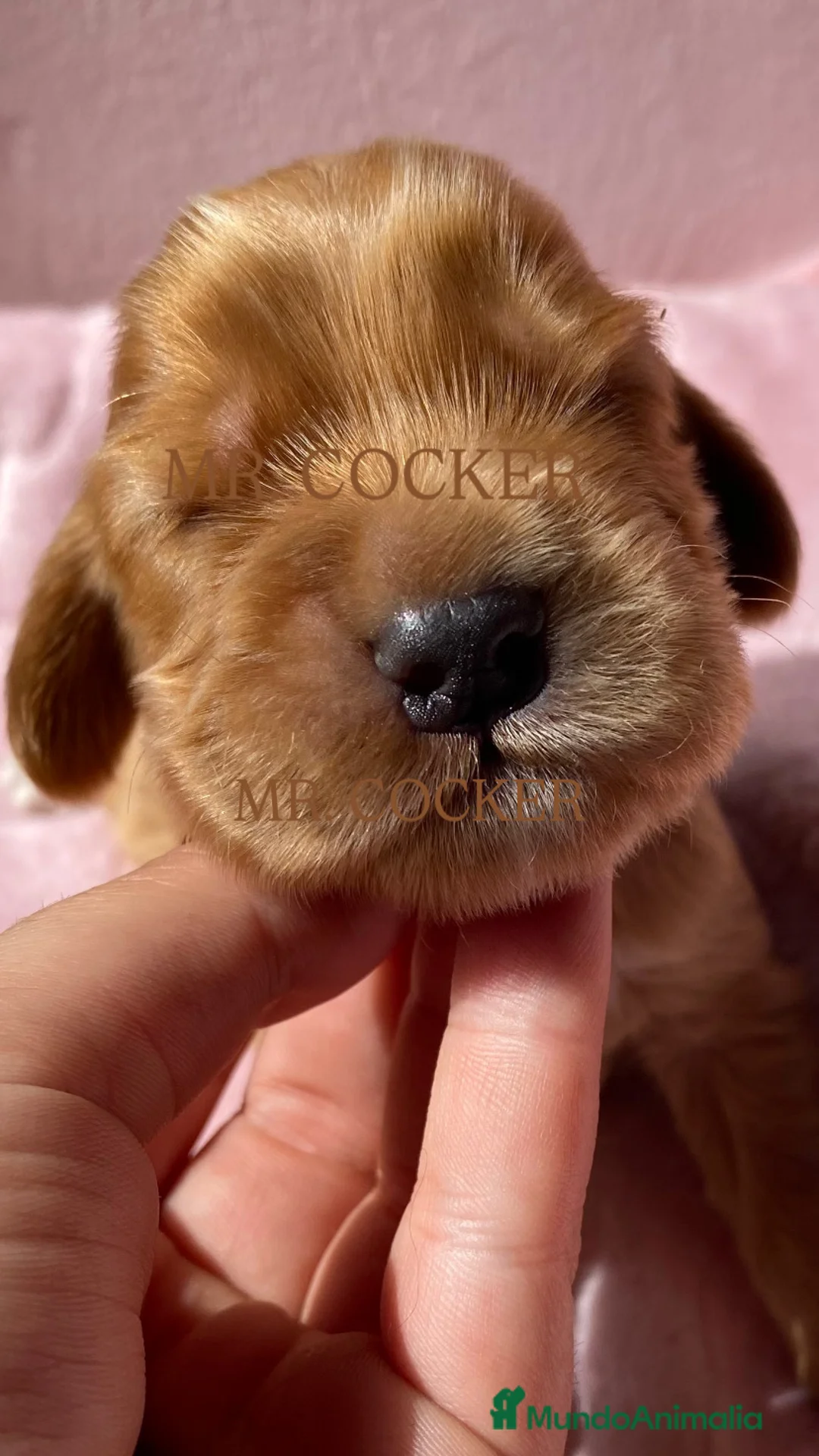 Cocker Spaniel Inglés perros en venta: CACHORRO COCKER SPANIEL INGLÉS - Anuncio 2