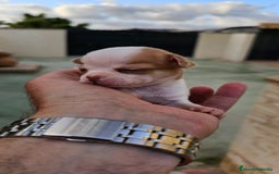 Chihuahua perros en venta: Preciosos chihuahuitos - Imagen 3
