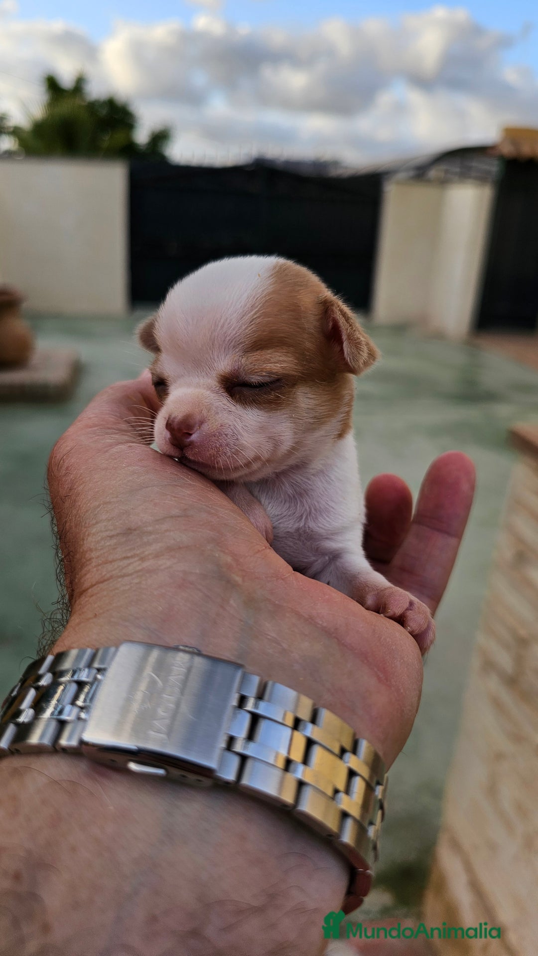 Chihuahua perros en venta: Preciosos chihuahuitos - Imagen 3