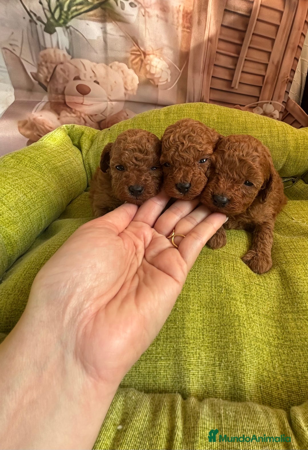 Caniche Toy perros en venta: Caniche toy rojo  - Anuncio 8