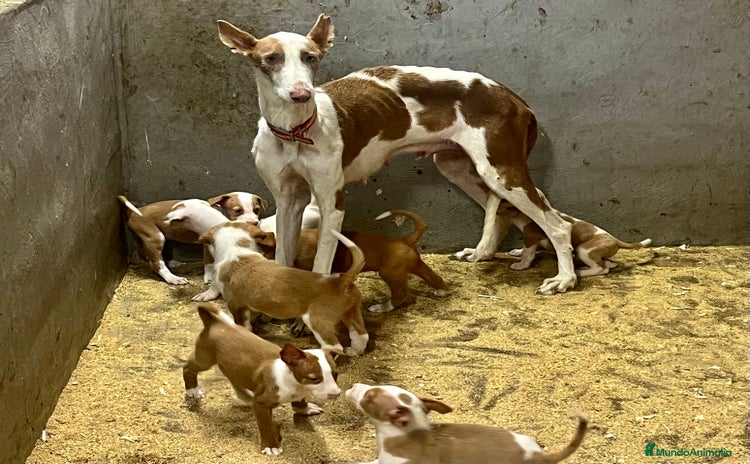 Podenco Ibicenco perros - Anuncio 8