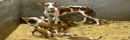 Podenco Ibicenco perros en venta: Podencos ibicencos  - Anuncio 6