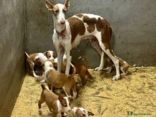 Podenco Ibicenco perros - Anuncio 6