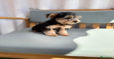 Yorkshire Terrier perros - Propaganda 5