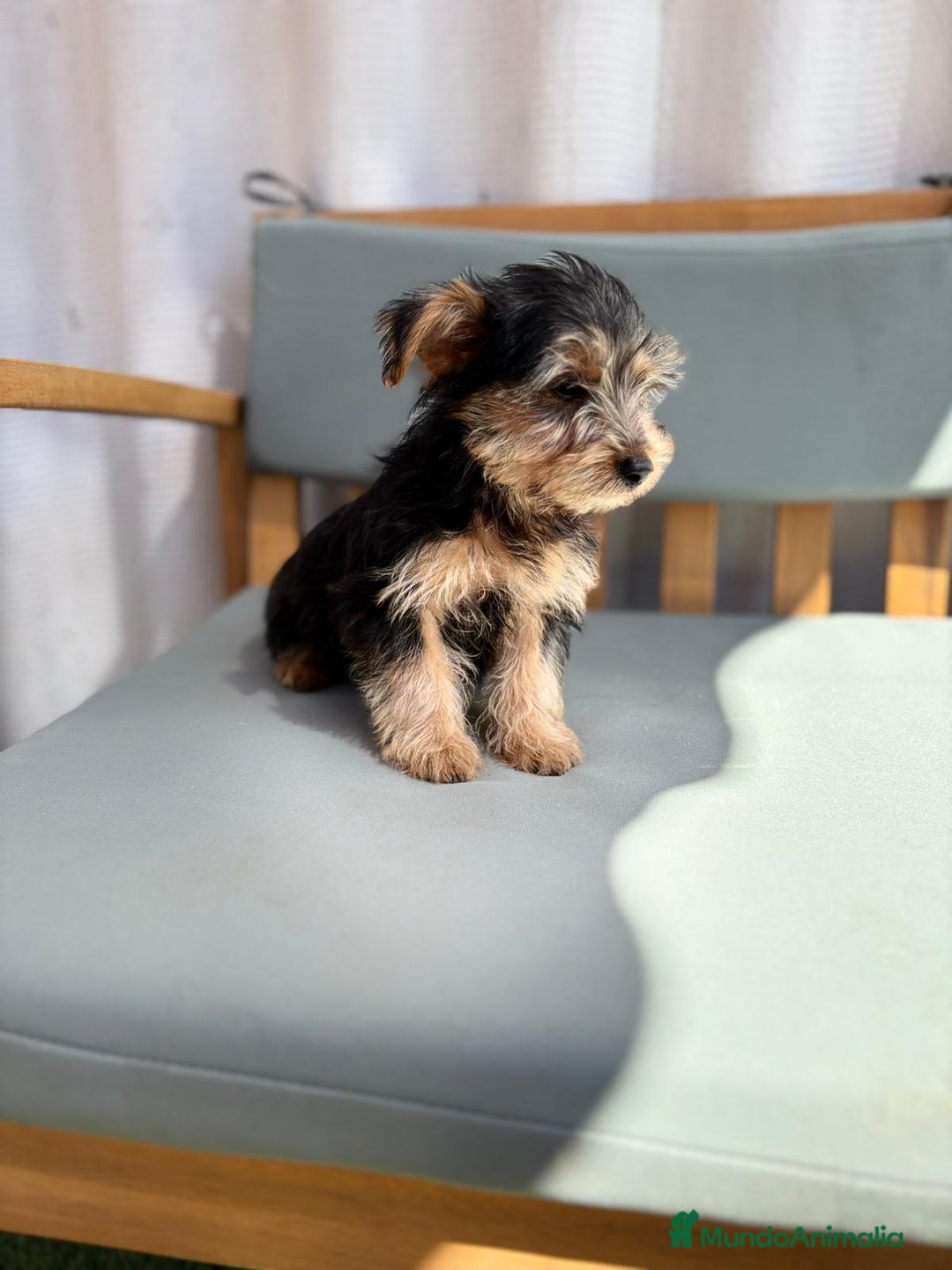 Yorkshire Terrier perros en venta: Yorkshire toy - Imagen 3