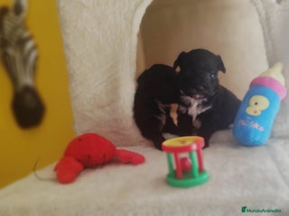 Biewer Yorkshire Terrier a la Pom Pon perros Yorkshire biewer toy - Anuncio 2