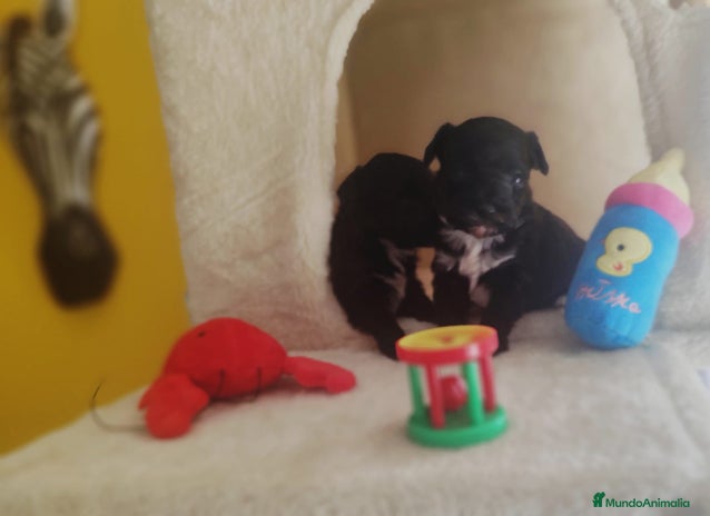 Biewer Yorkshire Terrier a la Pom Pon perros Yorkshire biewer toy - Anuncio 1