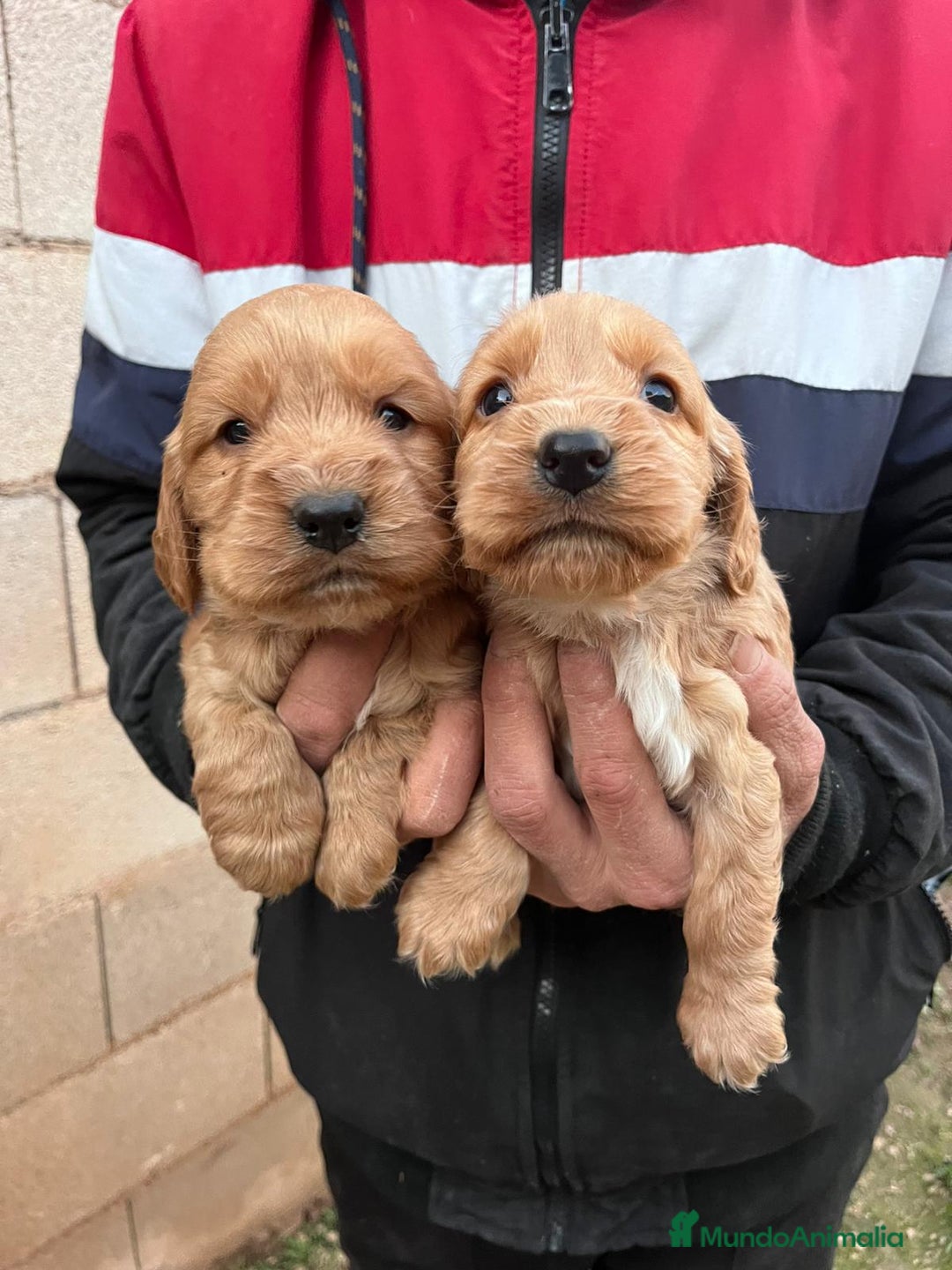 Cocker Spaniel Inglés perros en venta: Cocker Spaniel ingles  - Anuncio 1