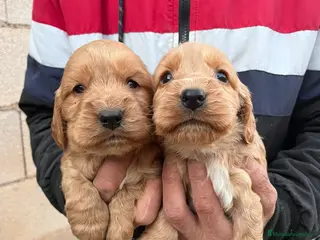 Cocker Spaniel Inglés perros Cocker Spaniel ingles - Anuncio 7