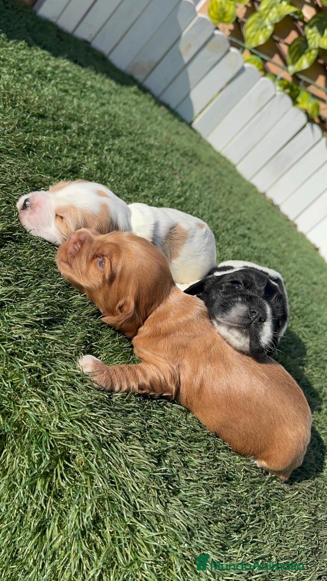 Cocker Spaniel Inglés perros en venta: COCKER SPANIEL INGLES - Anuncio 5