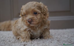 Maltipoo perros en venta: 🍥🐾 Muffi, Mochi & Yuki ✨ - Imagen 8