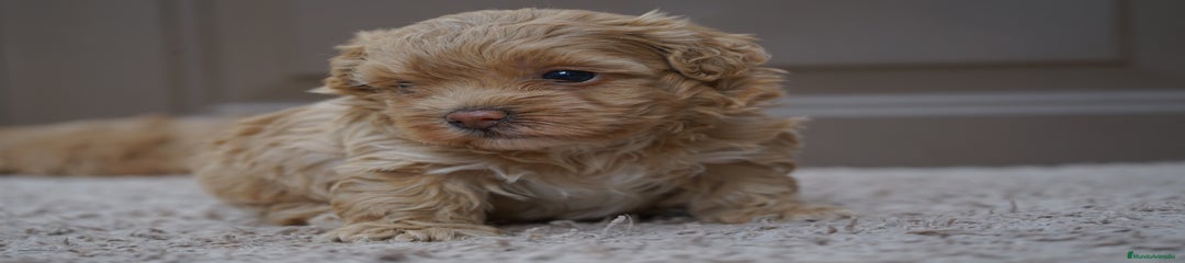 MOCHI