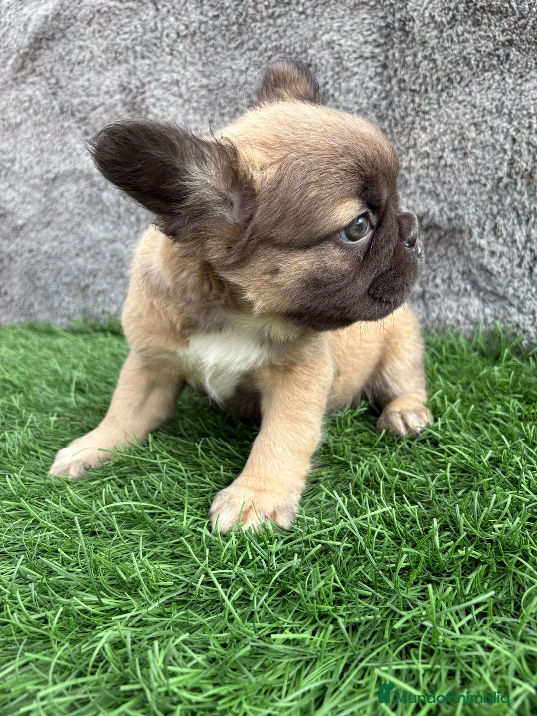 Bulldog Francés perros en venta: Bulldog frances hembra Fluffy lilac - Anuncio 18