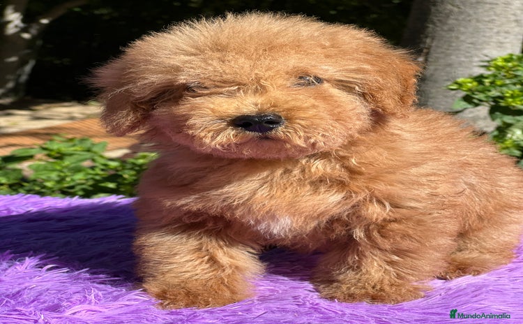 Maltipoo perros - Anuncio 8