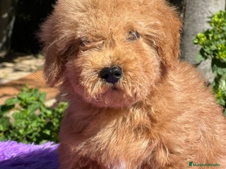 Maltipoo perros - Anuncio 2