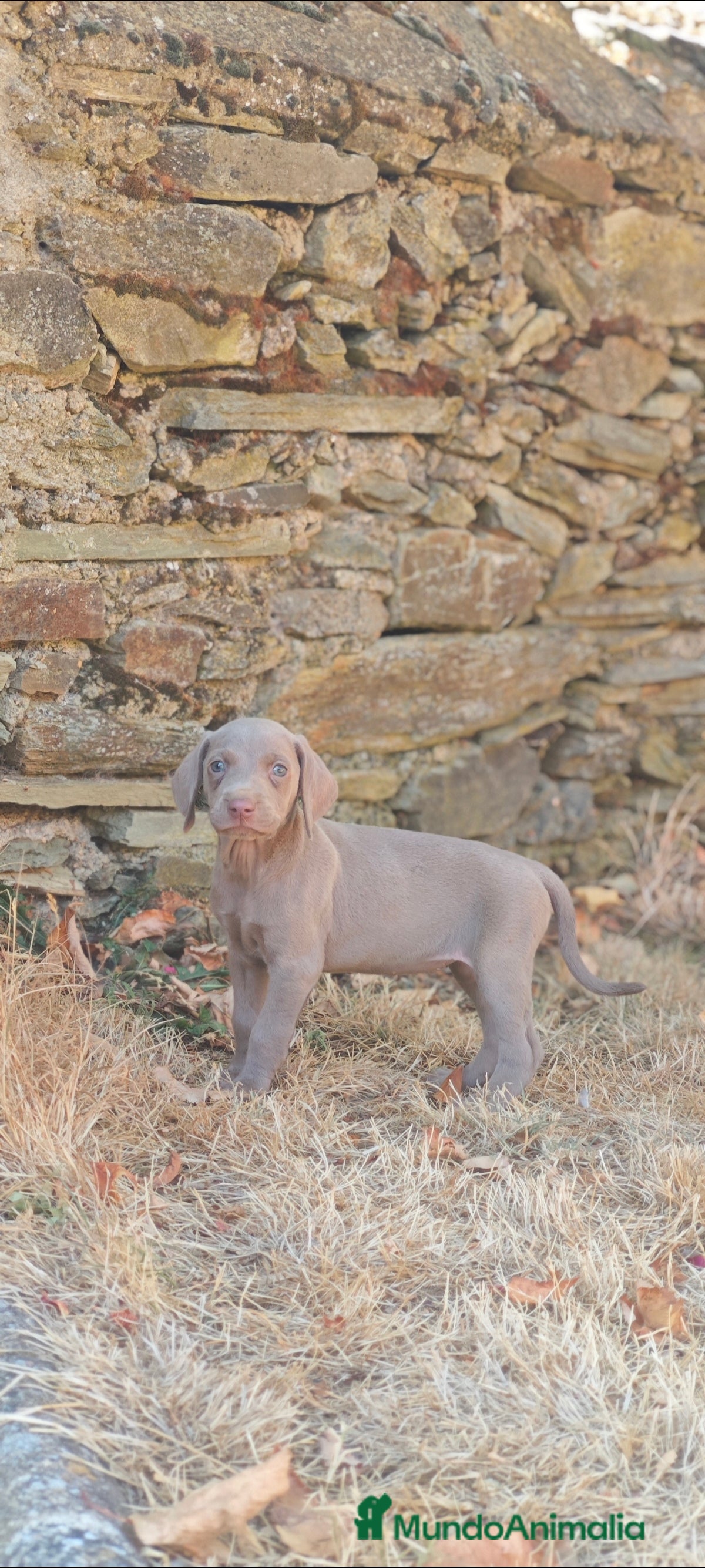 Braco Húngaro de Pelo Corto perros Braco de weimar  - Anuncio 2