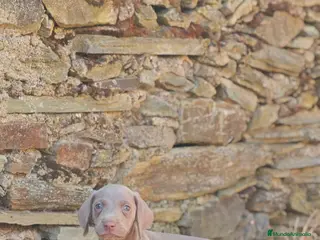 Braco Húngaro de Pelo Corto perros Braco de weimar - Anuncio 2