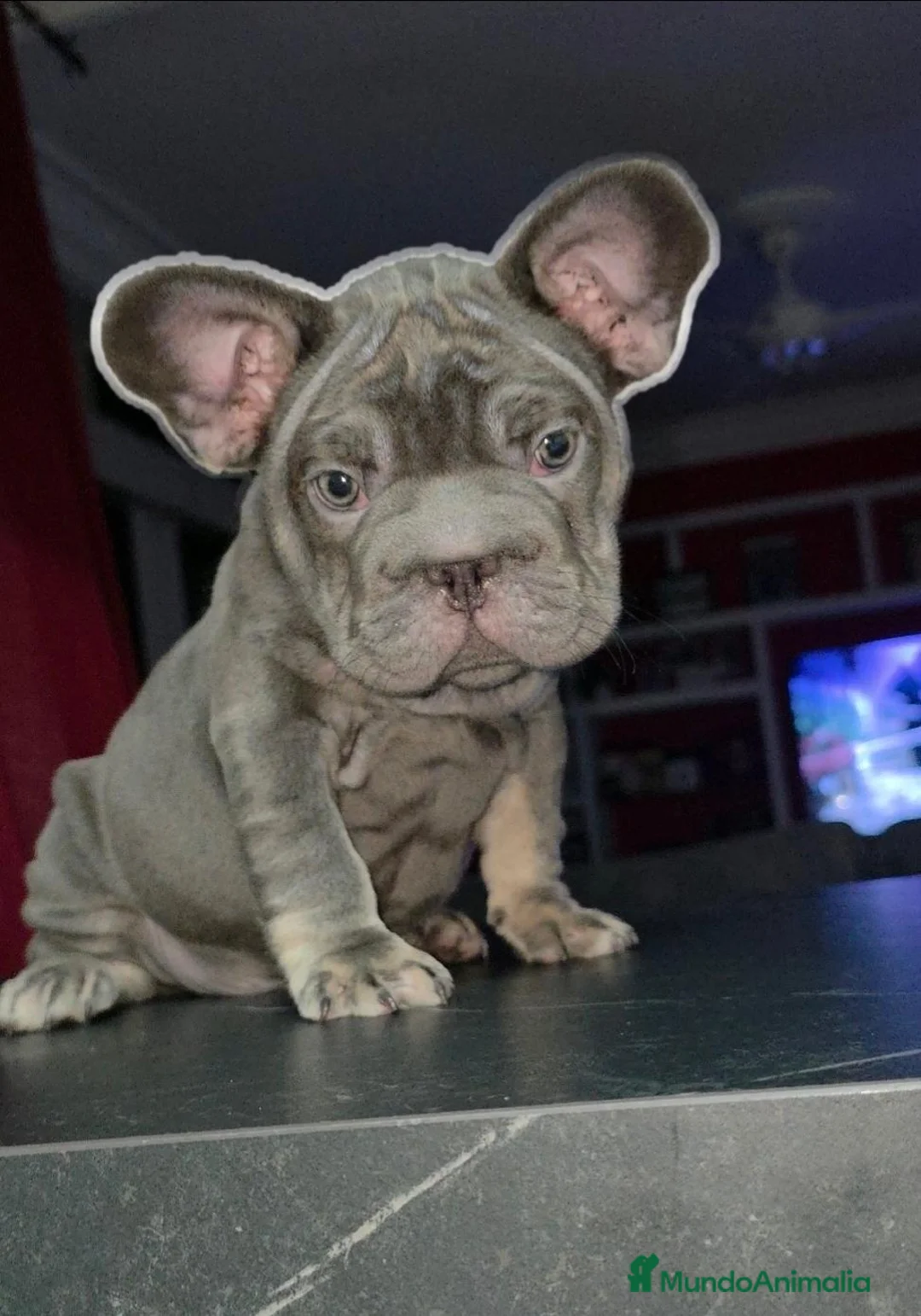 Bulldog Francés perros en venta: Bulldog francés  - Anuncio 7