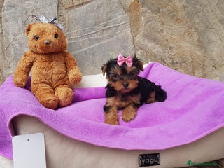 Yorkshire Terrier perros en Barcelona - Anuncio 13