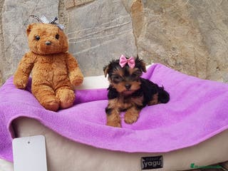 Yorkshire Terrier perros Yorkshire Terrier espectaculares en Barcelona - Anuncio 10