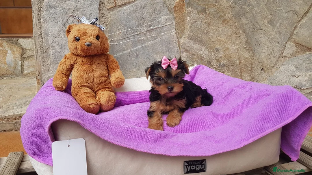 Yorkshire Terrier perros en venta: Yorkshire Terrier espectaculares  en Barcelona - Anuncio 1