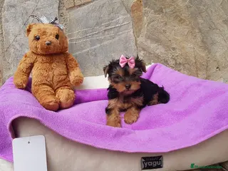 Yorkshire Terrier perros Yorkshire Terrier espectaculares en Barcelona - Anuncio 2