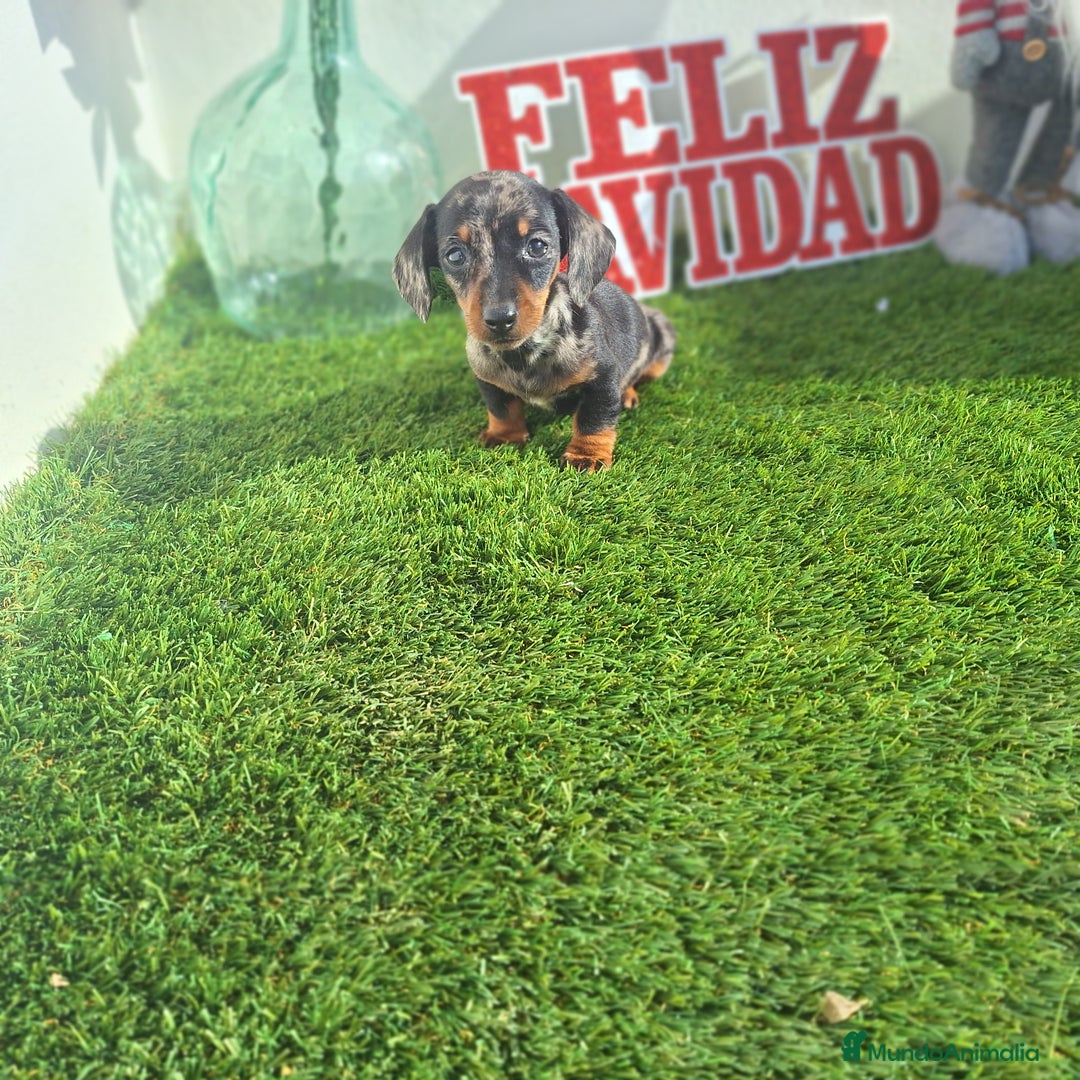 Teckel Miniatura perros en venta: TECKEL KANNINCHEN ARLEQUIN  - Anuncio 2
