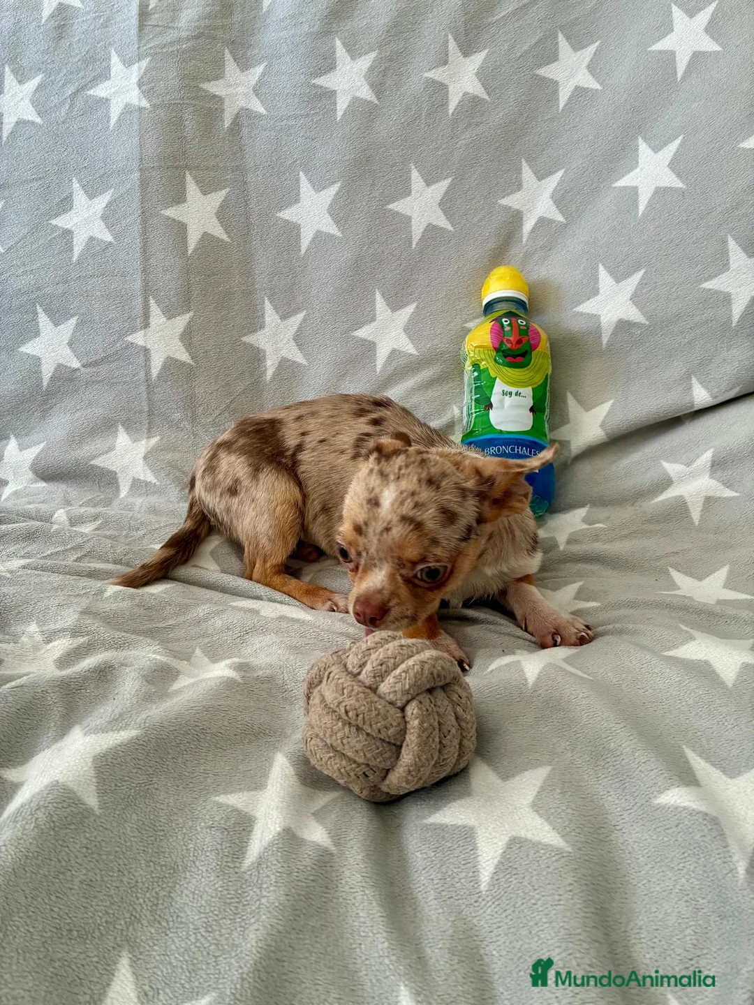 Chihuahua perros en venta: Chihuahua toy - Anuncio 4