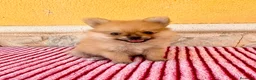 Pomerania perros en venta: Pomerania toy  - Anuncio 15