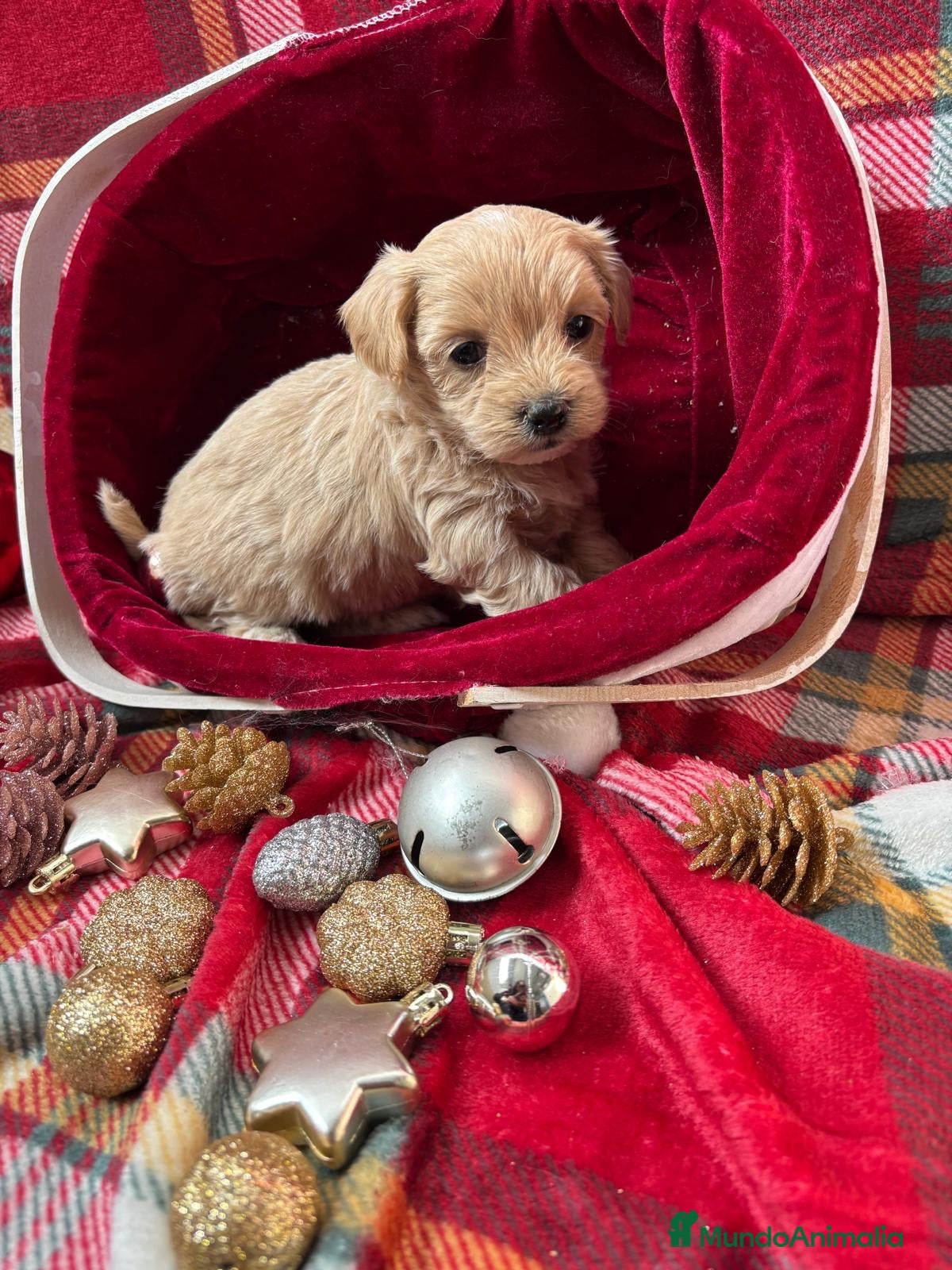 Maltipoo perros en venta: Maltipoo hembra disponible !!! - Anuncio 30