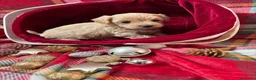 Maltipoo perros en venta: Maltipoo hembra disponible !!! - Anuncio 2