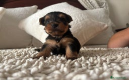 Yorkshire Terrier perros en venta: Yorkshire toy  - Imagen 2