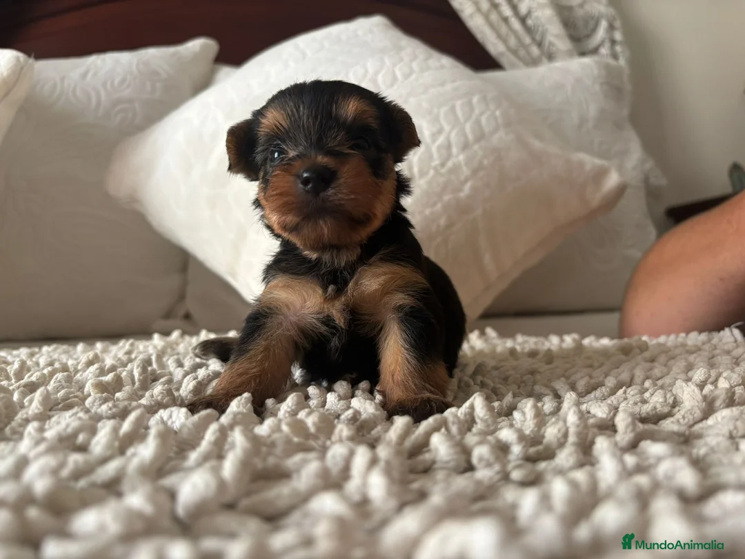 Yorkshire Terrier perros en venta: Yorkshire toy  - Anuncio 2